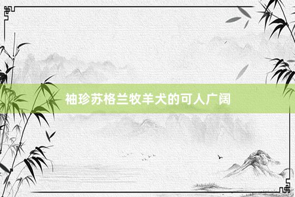 袖珍苏格兰牧羊犬的可人广阔